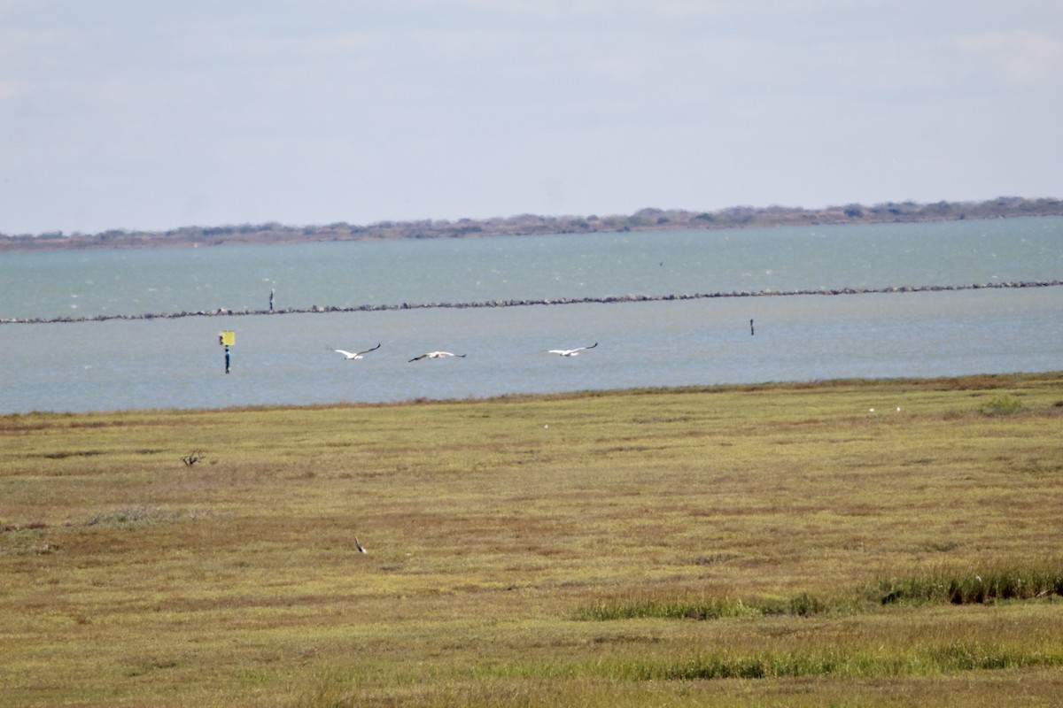 Kurrilo zuria - ML645955558