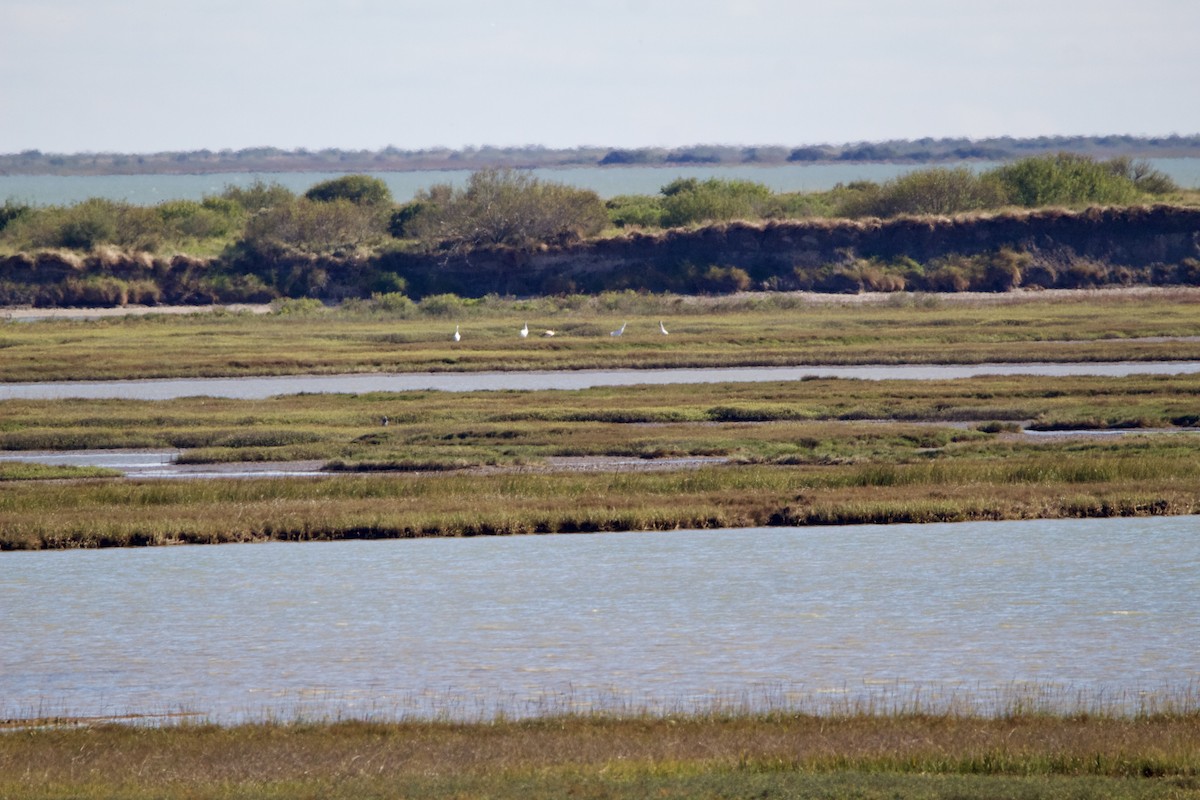 Kurrilo zuria - ML645955560