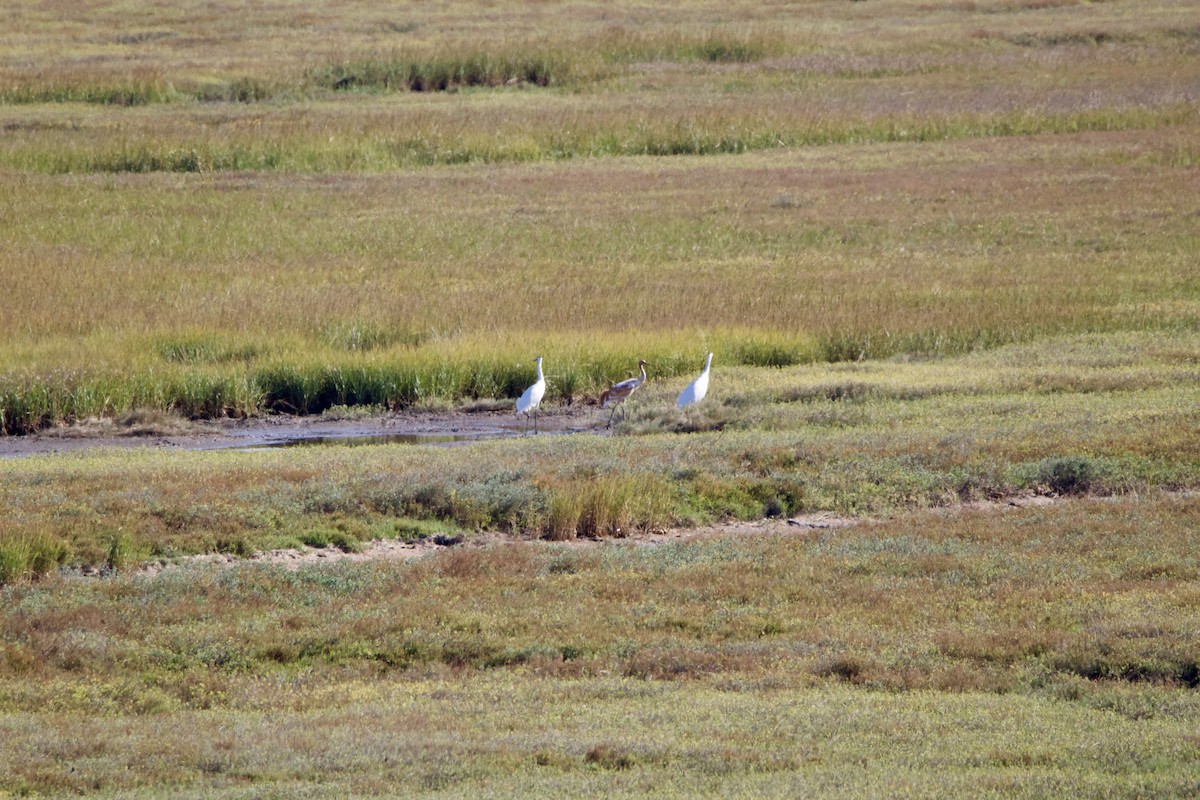 Kurrilo zuria - ML645955561