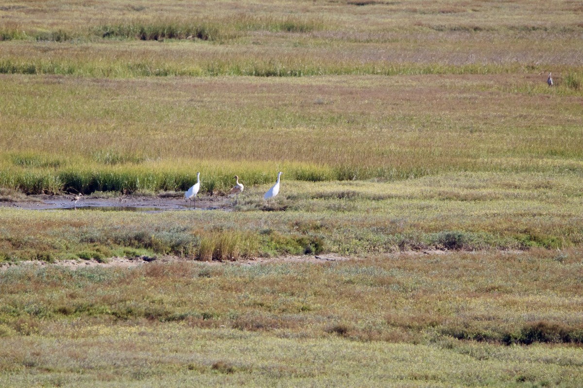 Kurrilo zuria - ML645955562