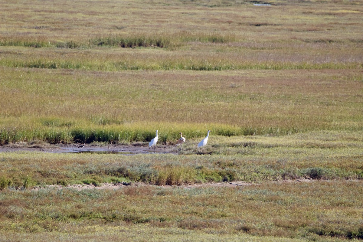 Kurrilo zuria - ML645955563