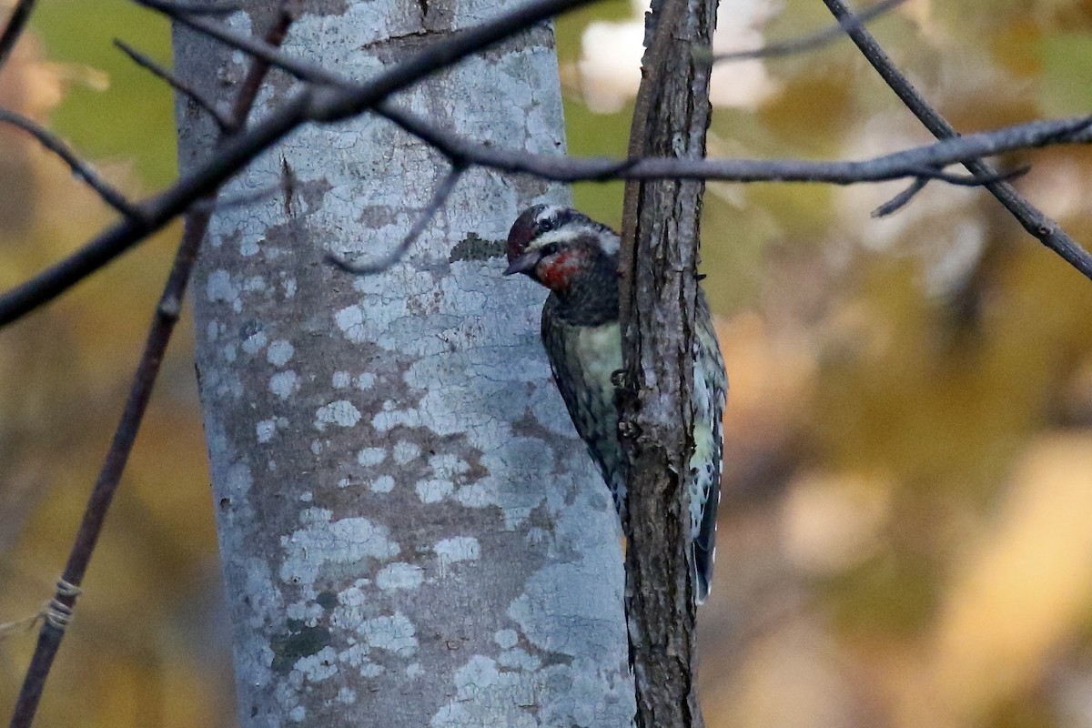 Желтобрюхий дятел-сокоед - ML645955573