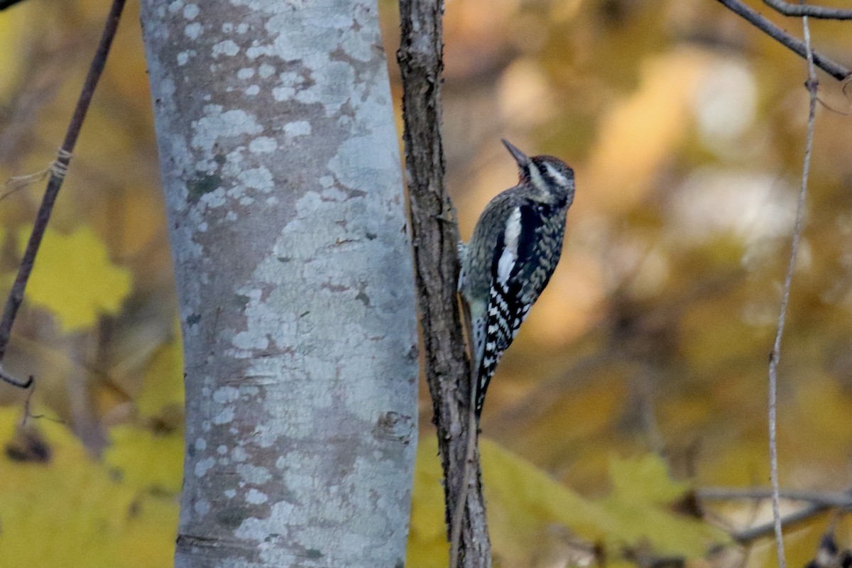 Желтобрюхий дятел-сокоед - ML645955577
