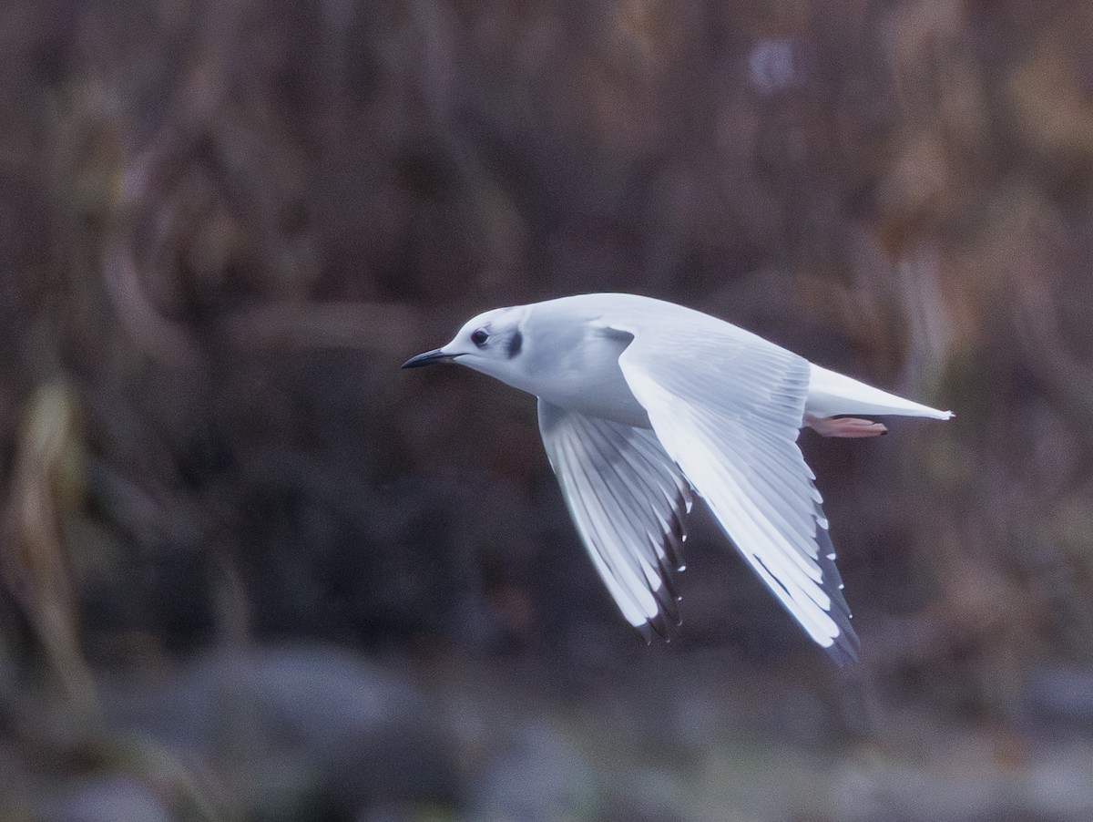 Bonaparte's Gull - ML645955582