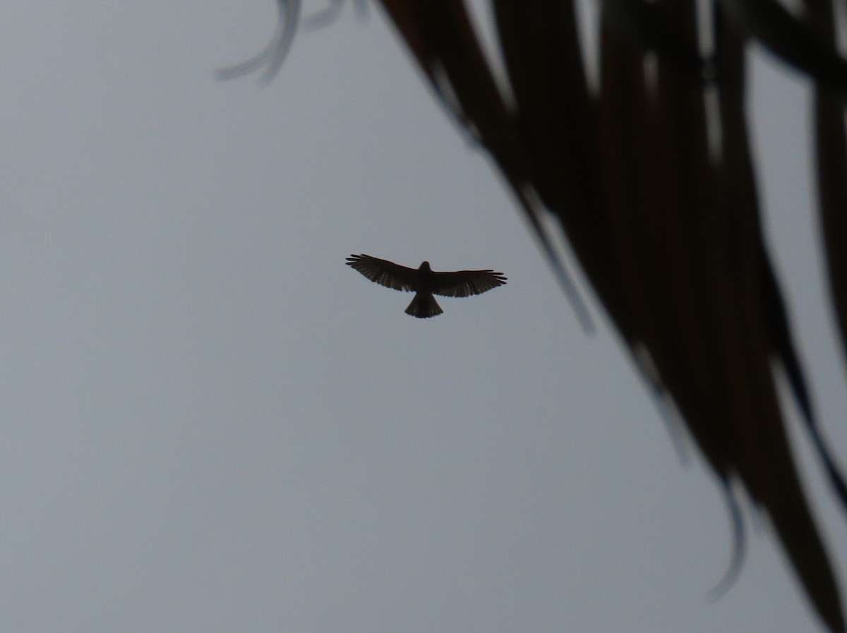 Broad-winged Hawk - ML645955589