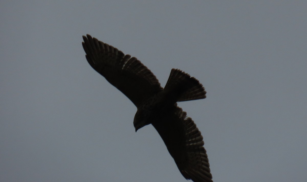 Broad-winged Hawk - ML645955590
