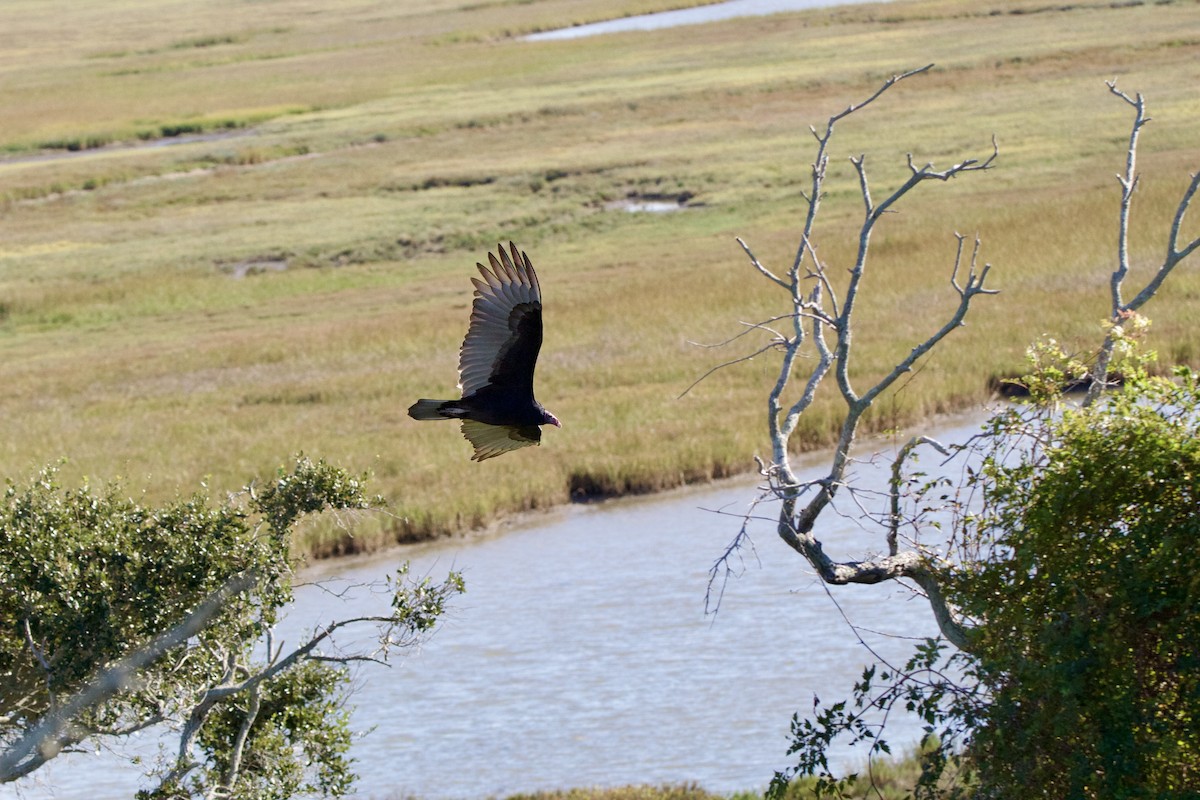 Turkey Vulture - ML645955591
