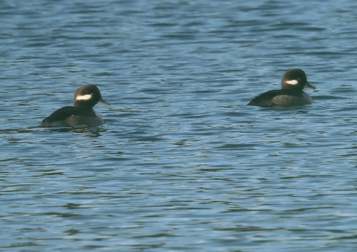 Porrón Albeola - ML645955607