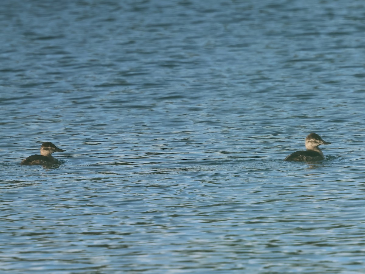 Malvasía Canela - ML645955608