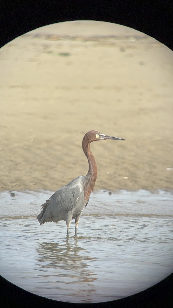 Reddish Egret - ML645955613