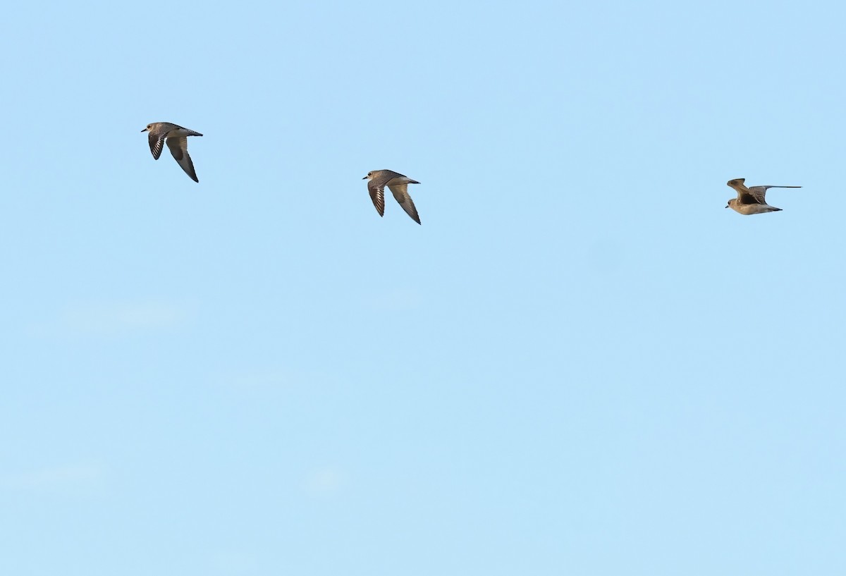 Chorlito Gris - ML645955615