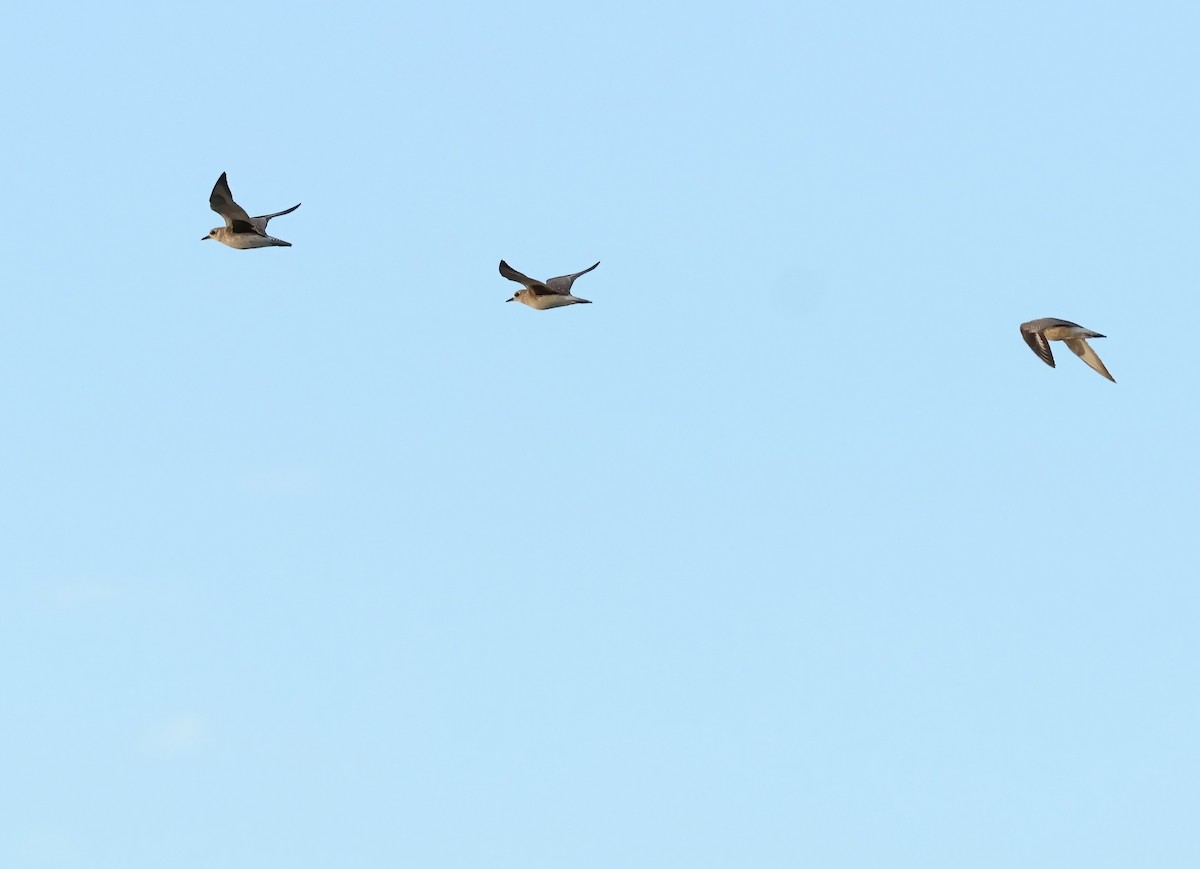 Chorlito Gris - ML645955616