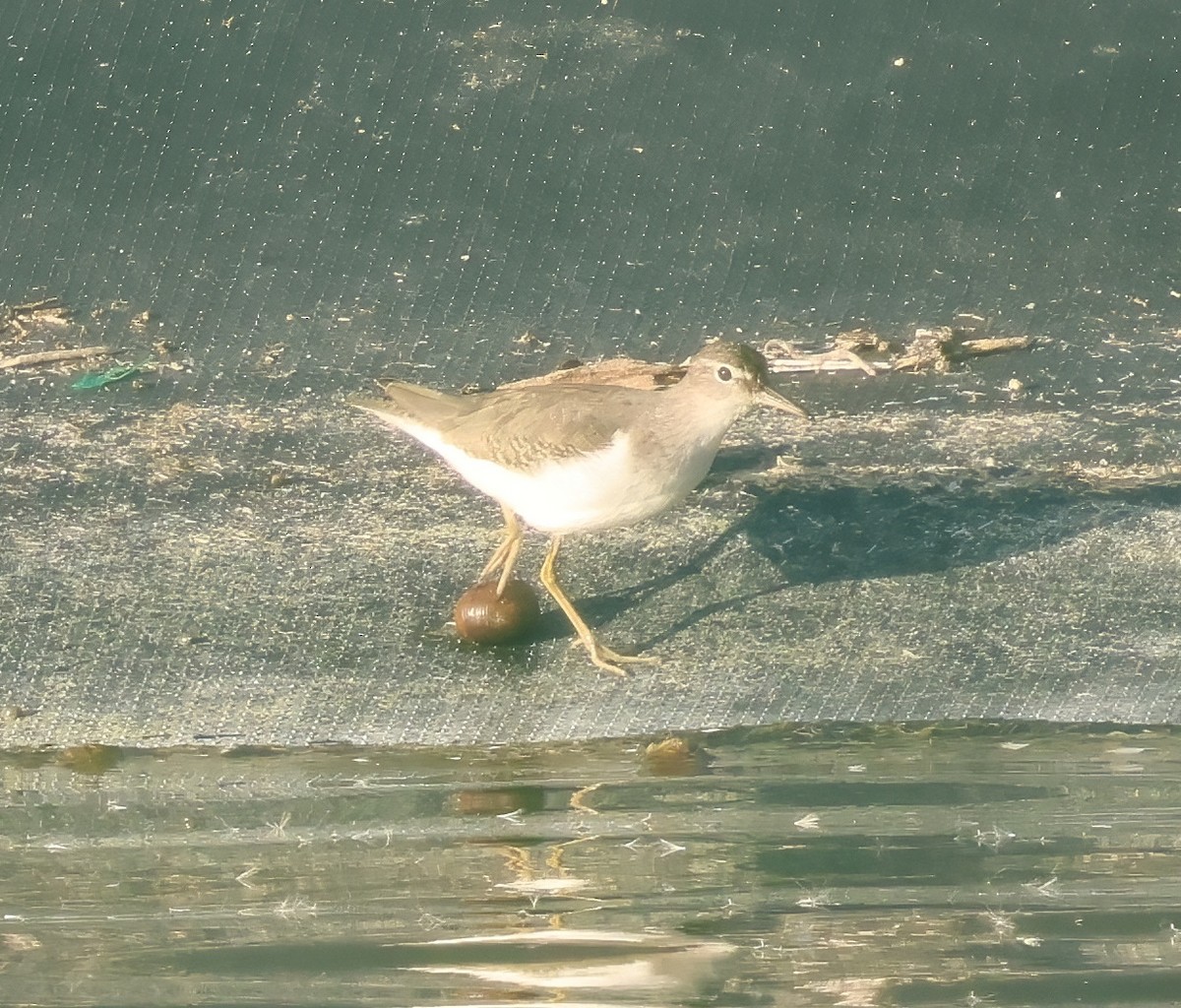 Andarríos Maculado - ML645955618