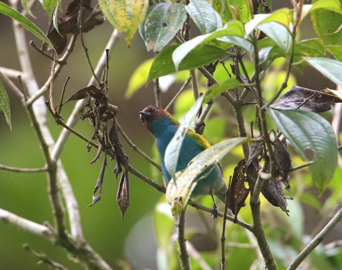 Bay-headed Tanager - ML645955622