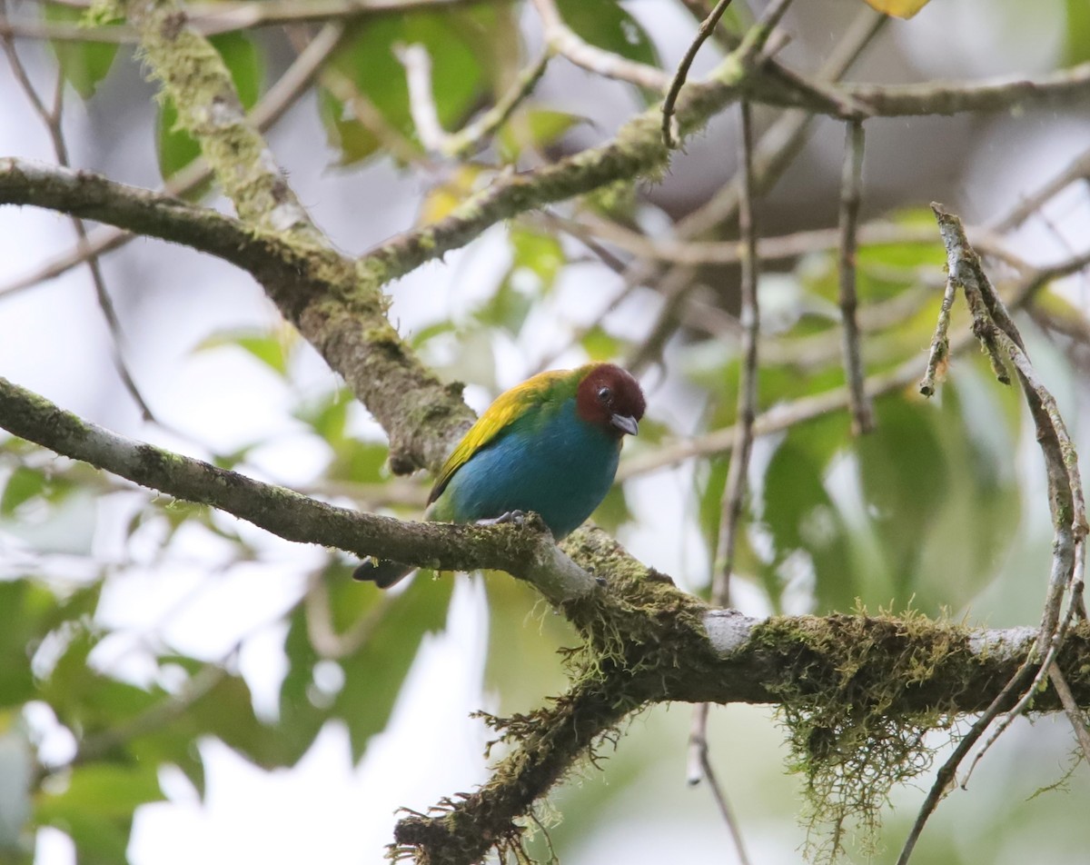 Bay-headed Tanager - ML645955623