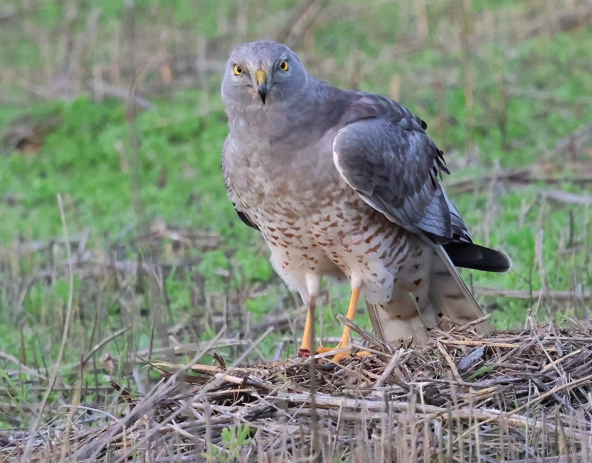 Aguilucho de Hudson - ML645955626