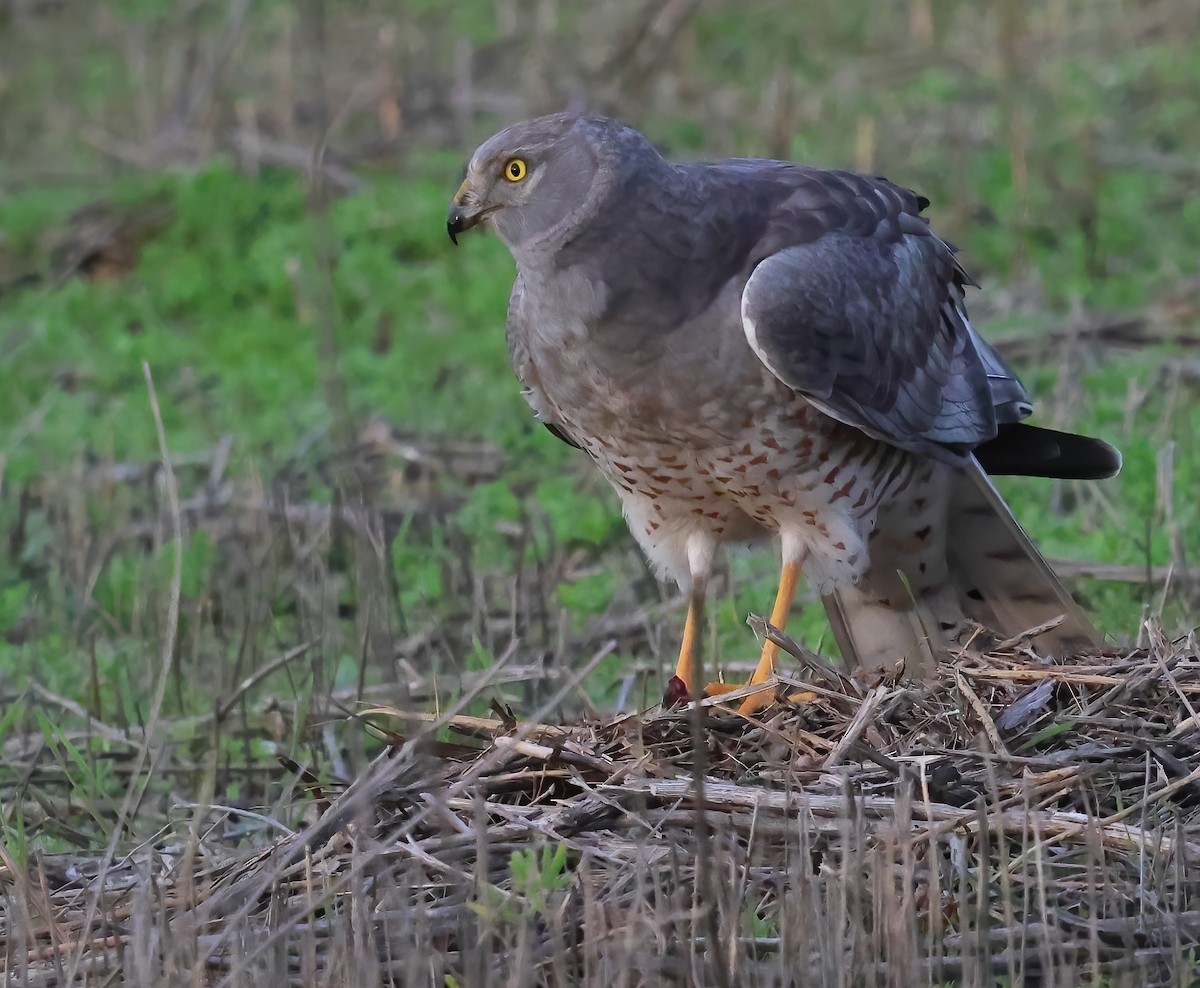 Aguilucho de Hudson - ML645955627