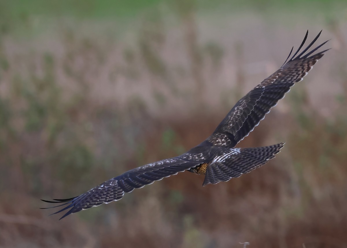 Aguilucho de Hudson - ML645955628