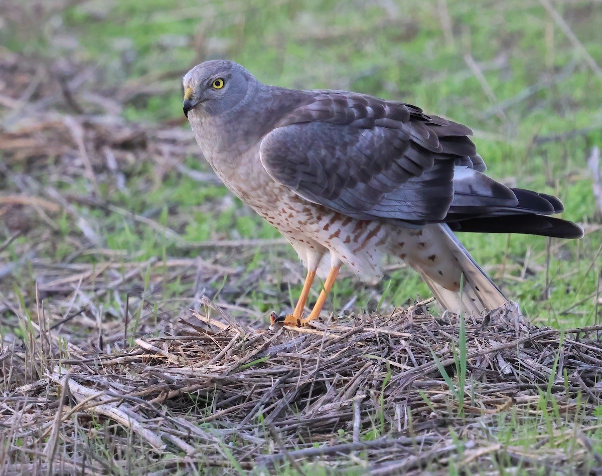 Aguilucho de Hudson - ML645955629