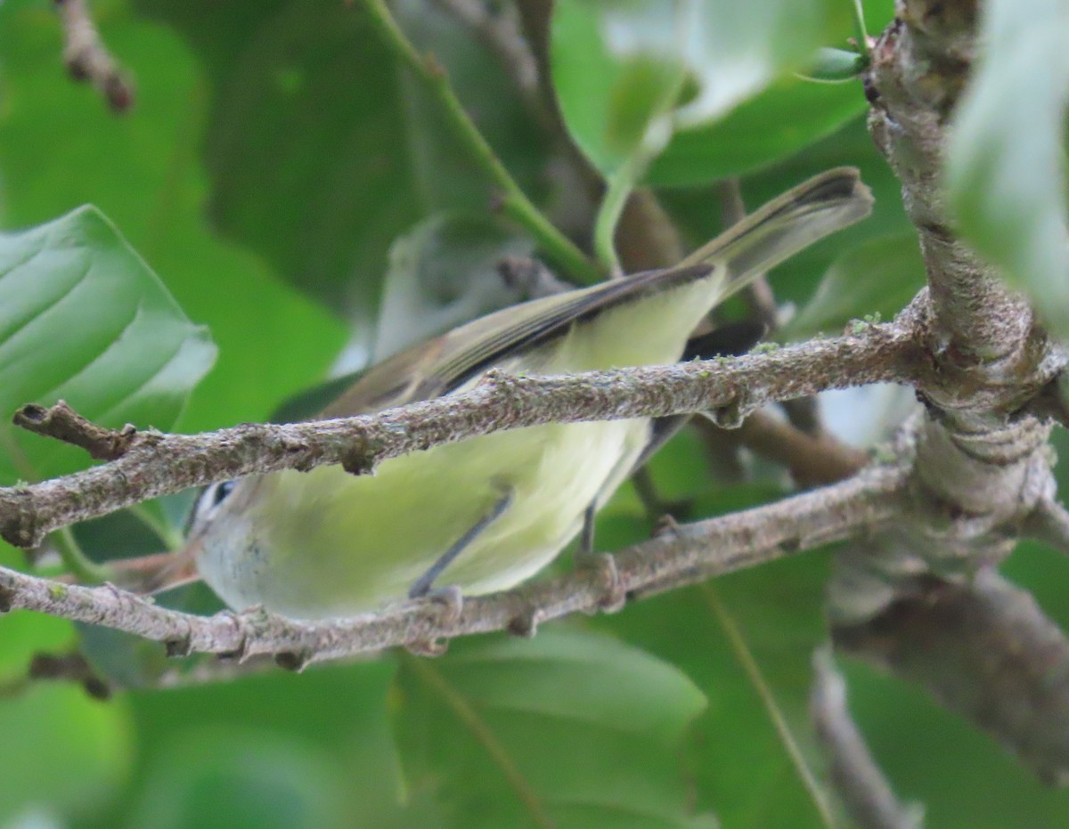 Kahverengi Vireo - ML645955631