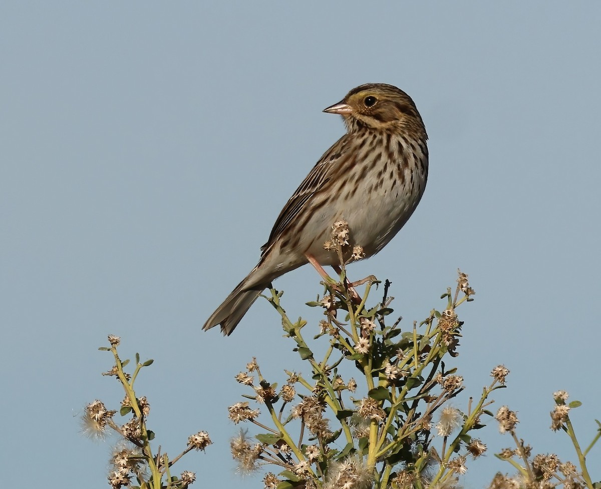 Chingolo Sabanero - ML645955634