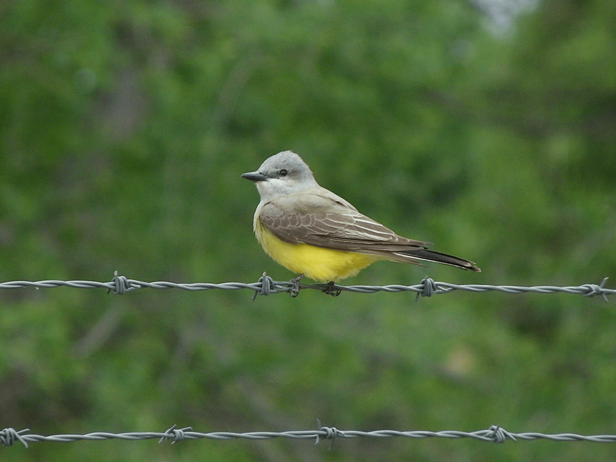 Western Kingbird - ML645955635