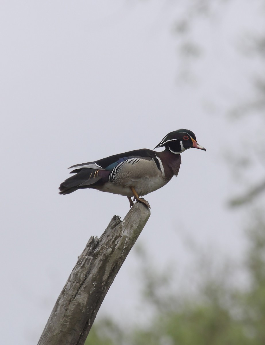 Pato Joyuyo - ML645955637