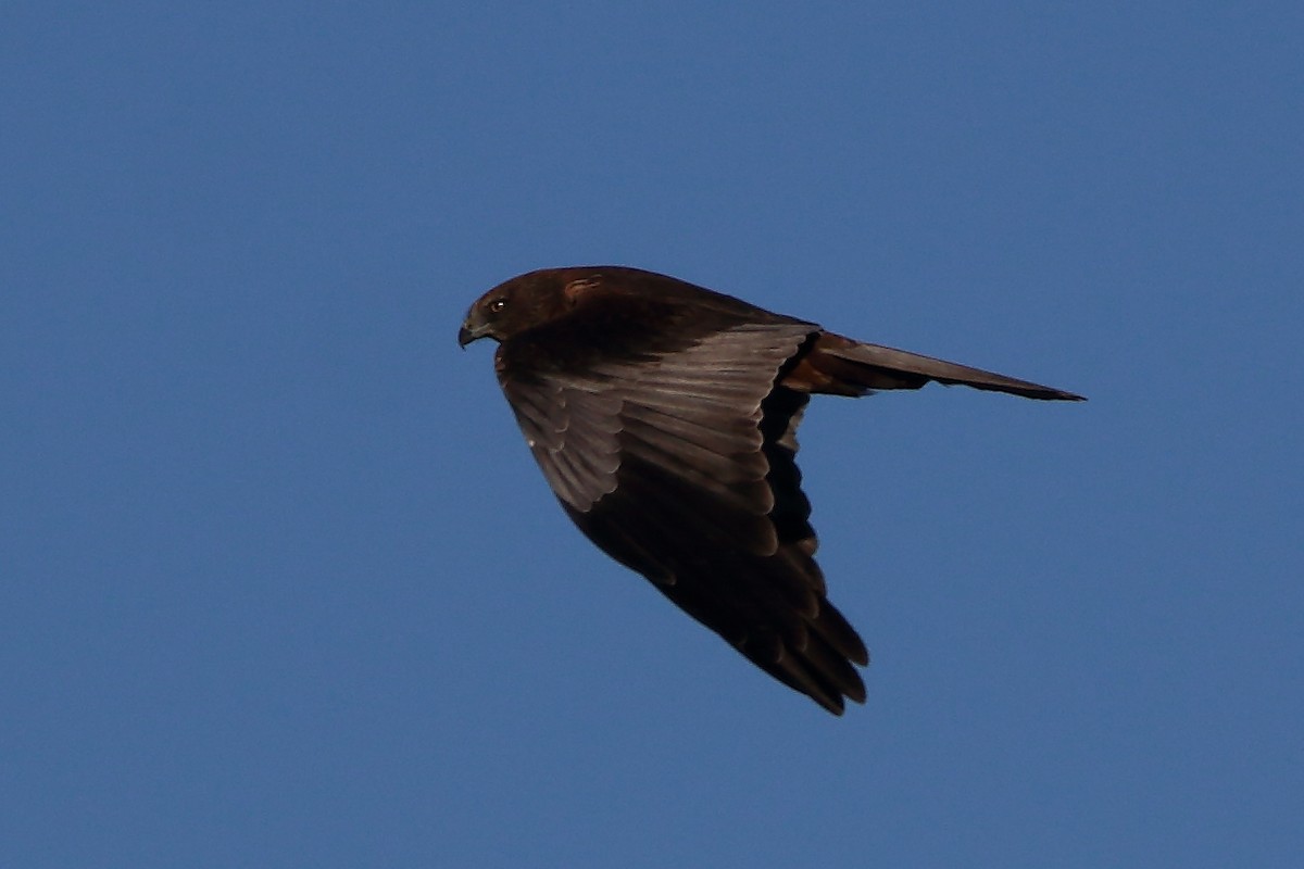 Western Marsh Harrier - ML645955646