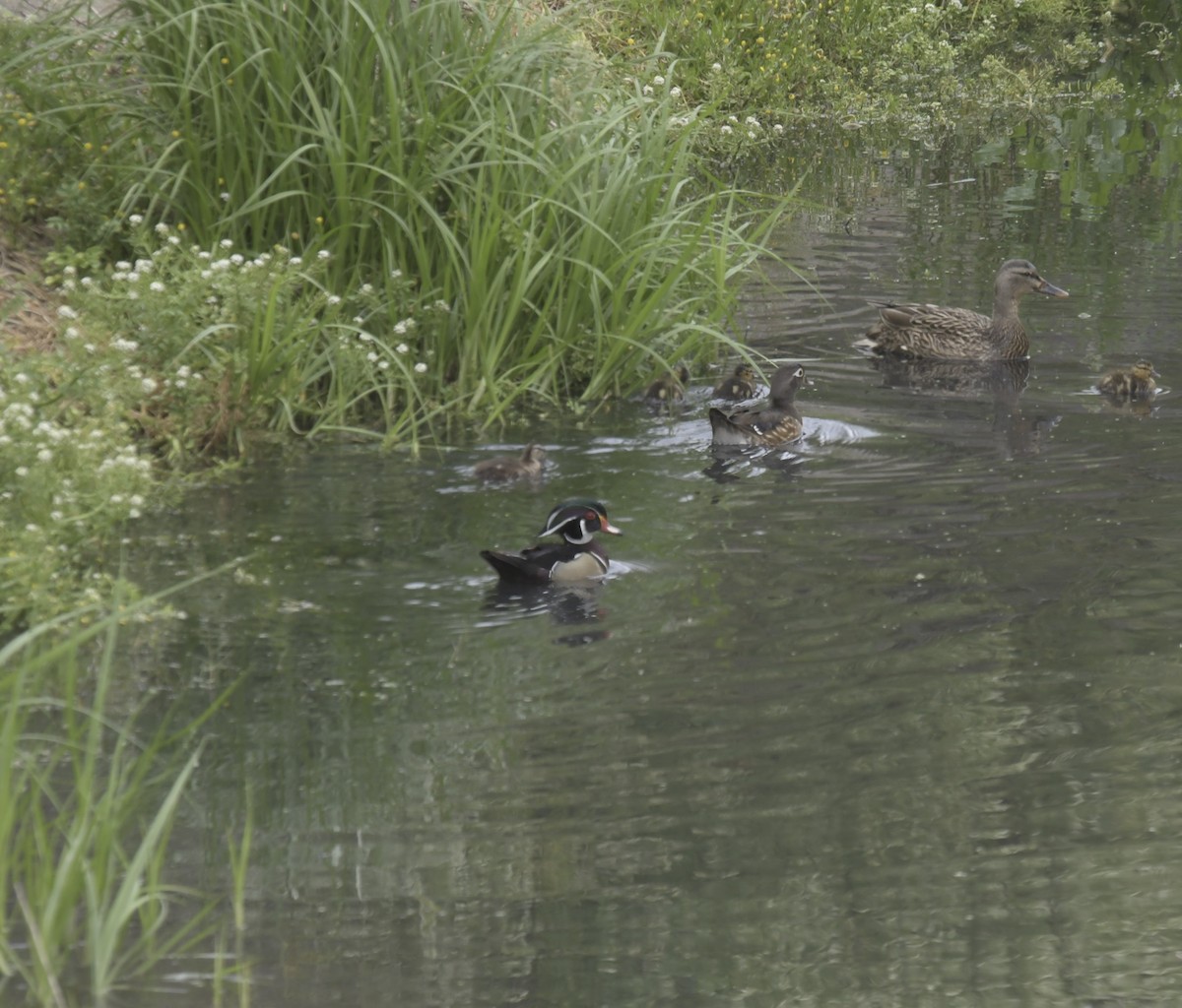 Pato Joyuyo - ML645955647