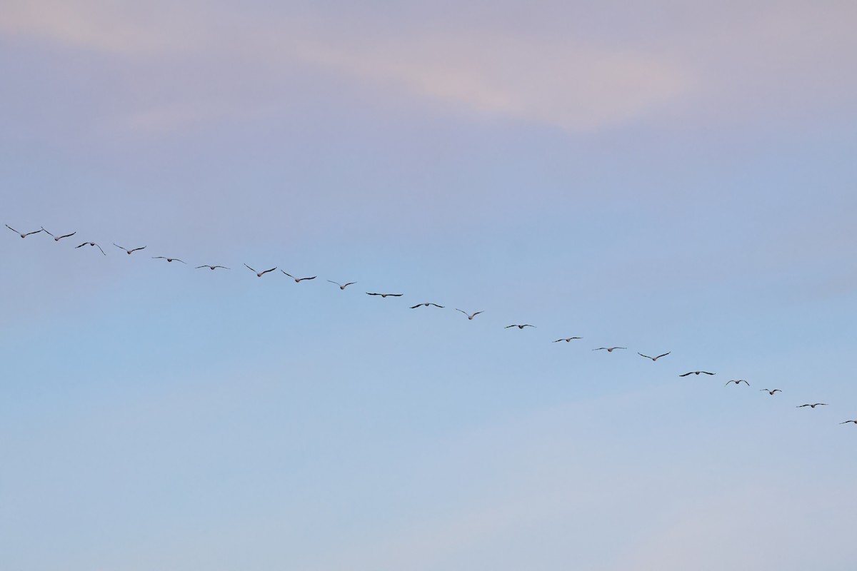 Pelícano Norteamericano - ML645955650