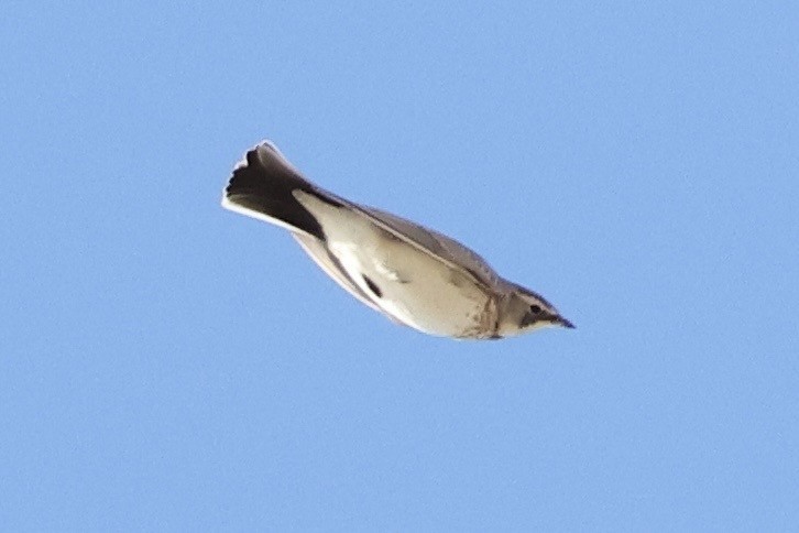 Alondra Cornuda - ML645955651