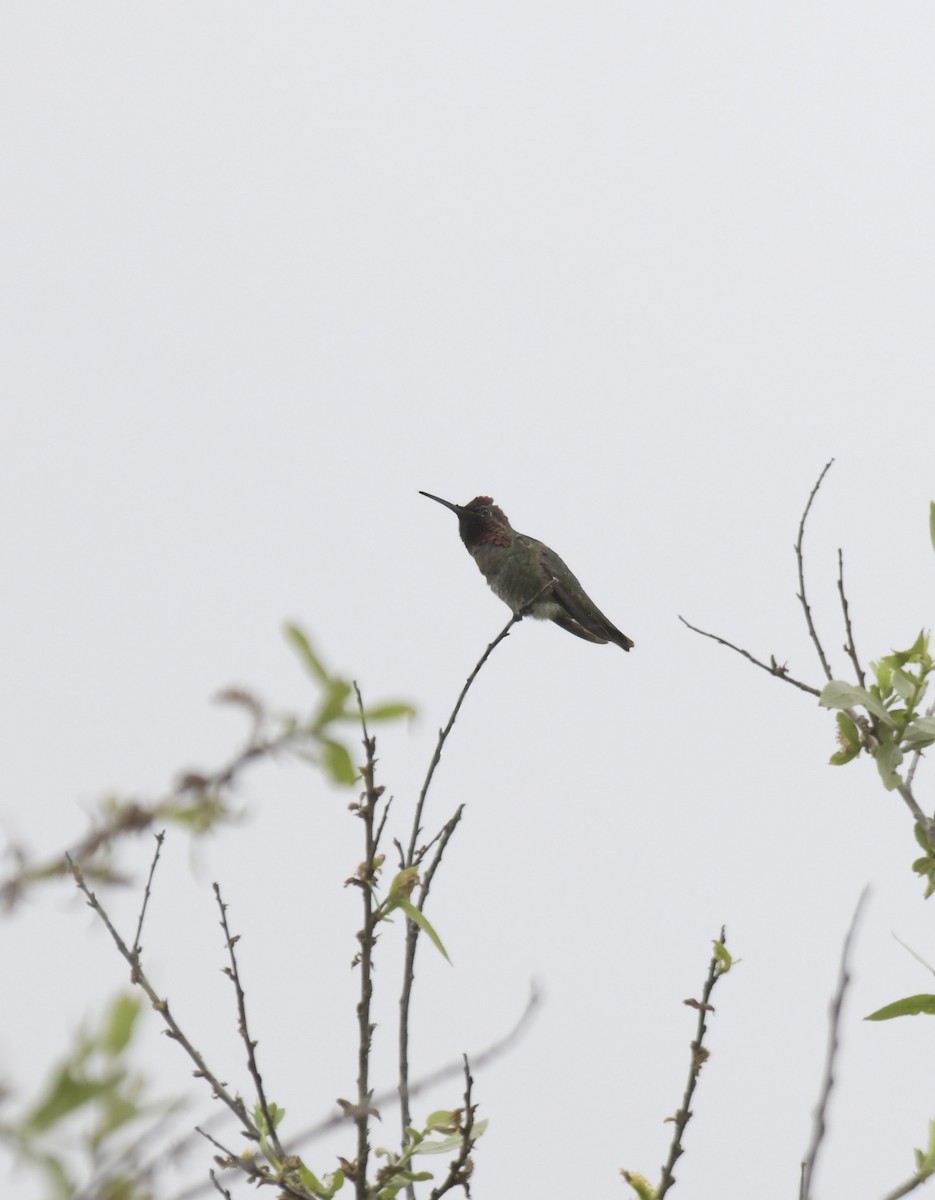 Colibrí de Anna - ML645955654