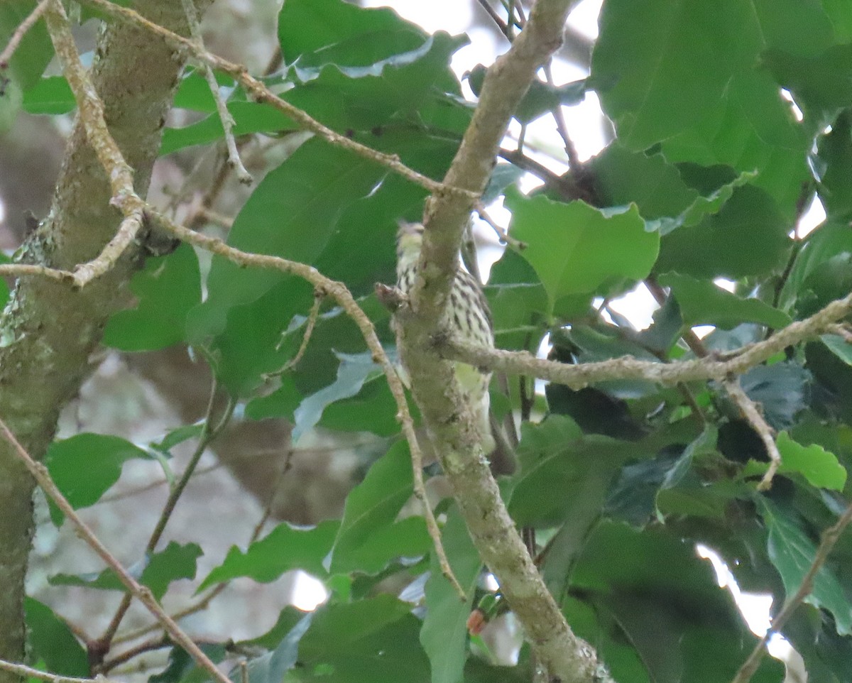 Northern Waterthrush - ML645955655