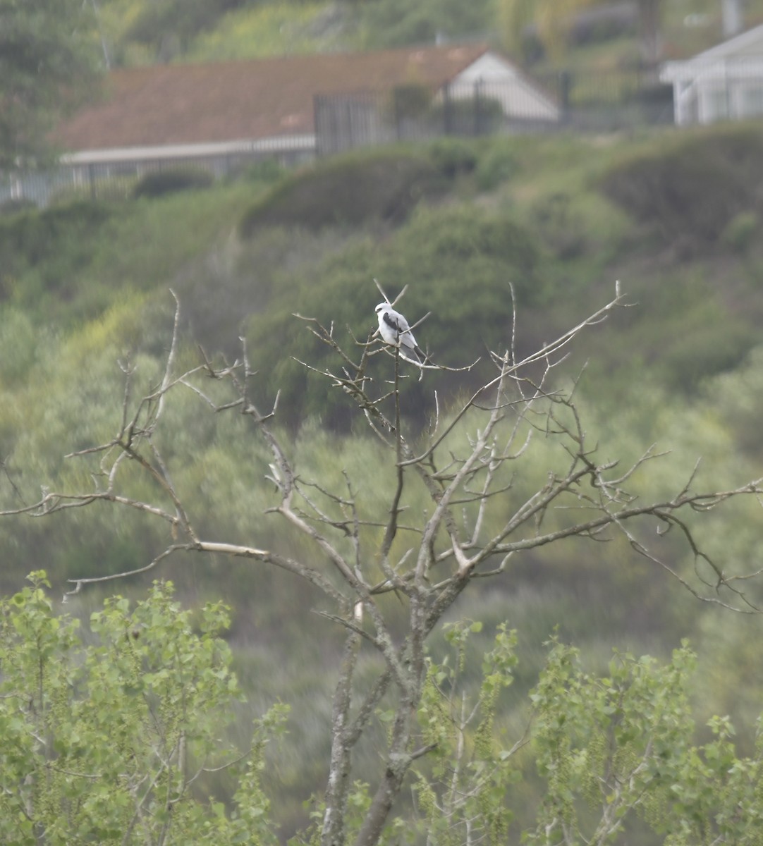 Elanio Maromero - ML645955659