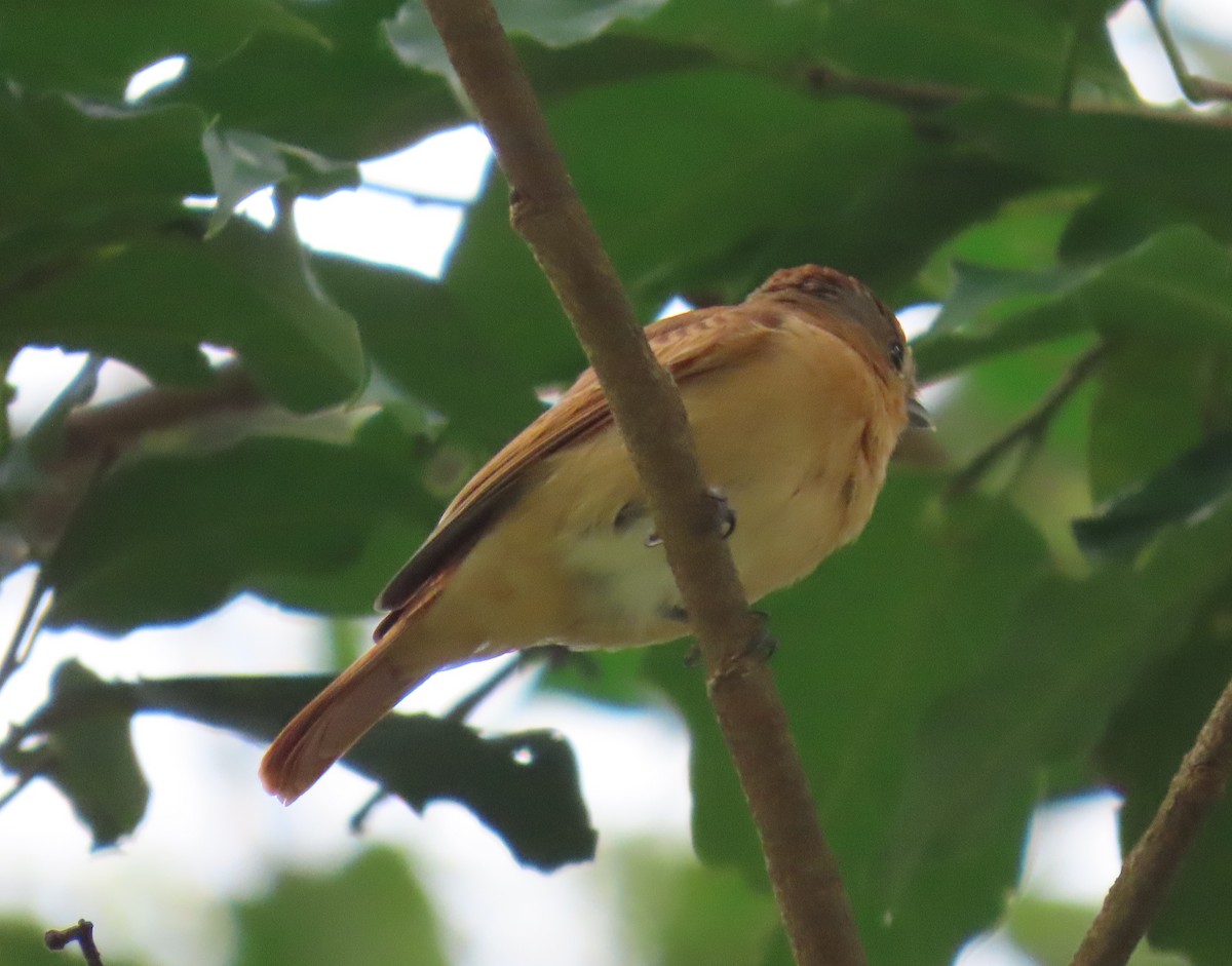 Бекард каштановий - ML645955660