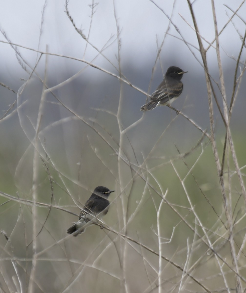 Mosquero Negro - ML645955661