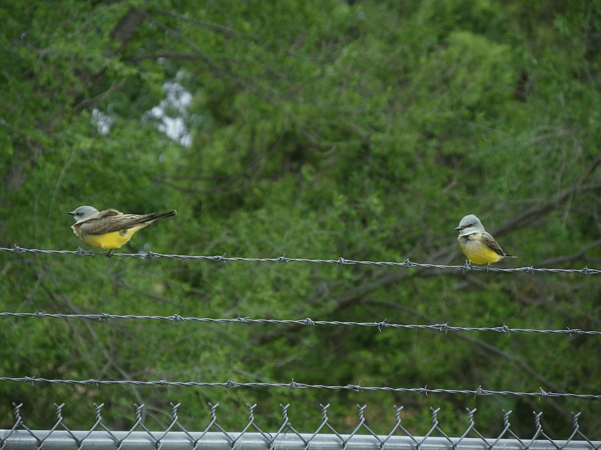 Western Kingbird - ML645955664