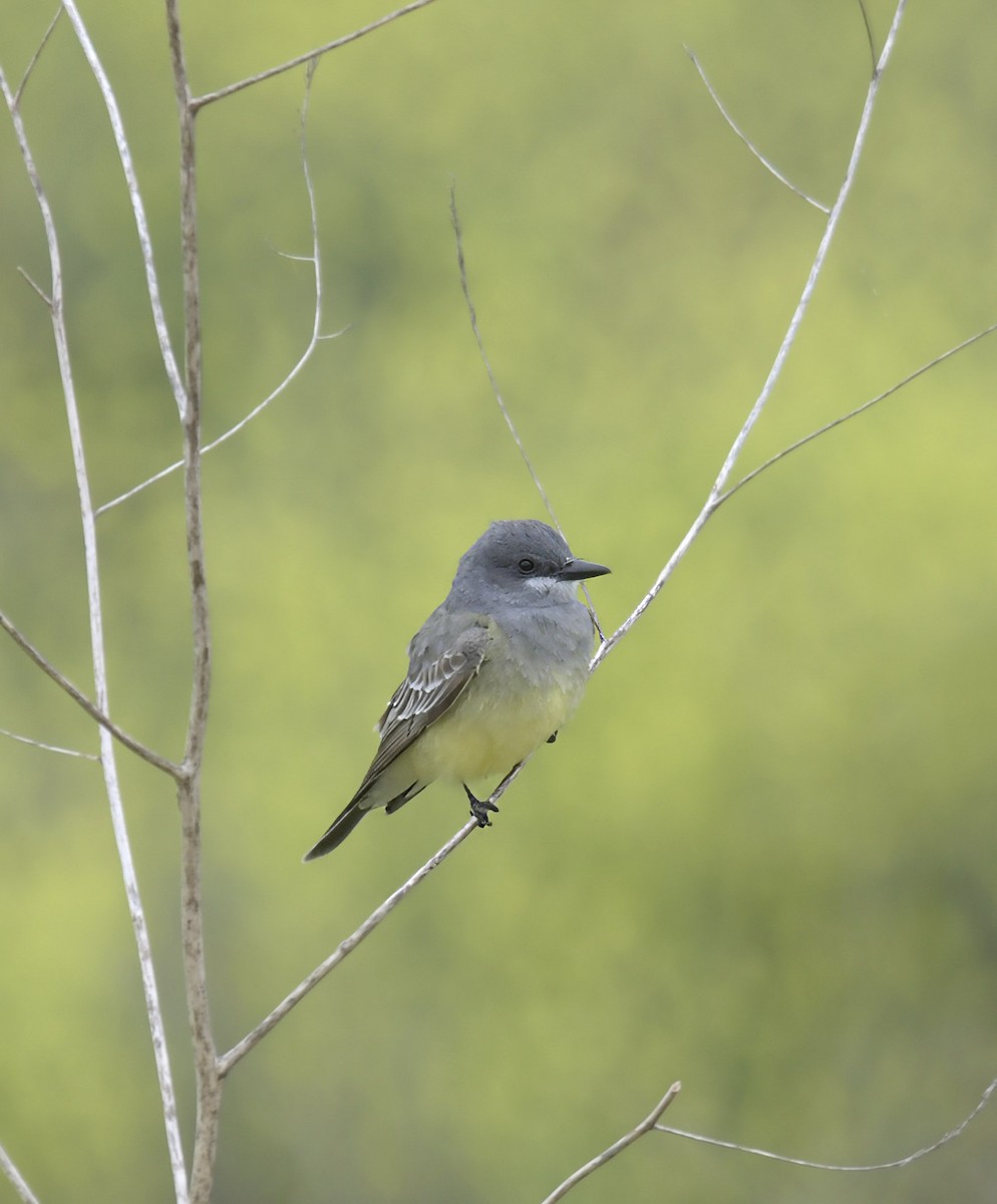 Tirano Gritón - ML645955665