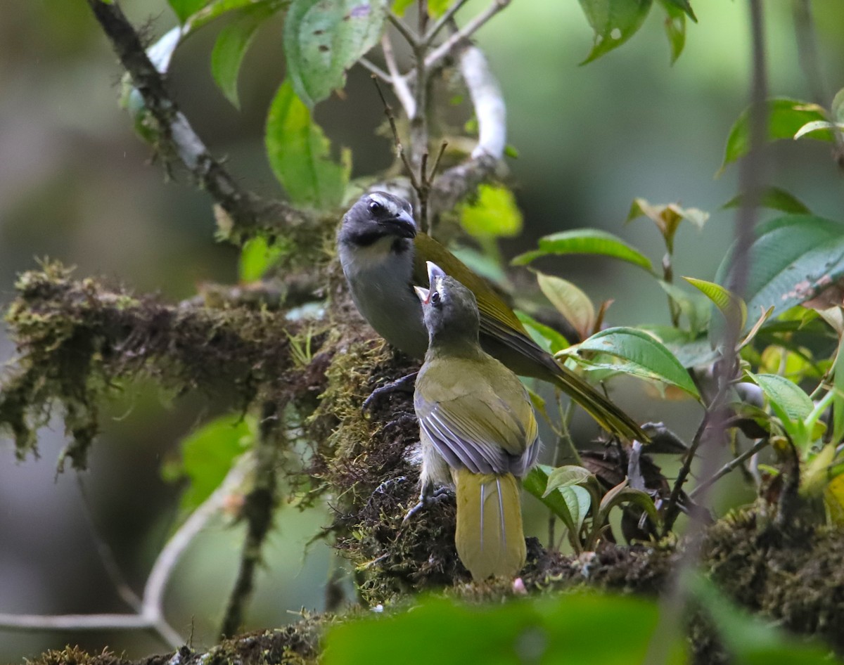 Buff-throated Saltator - ML645955671
