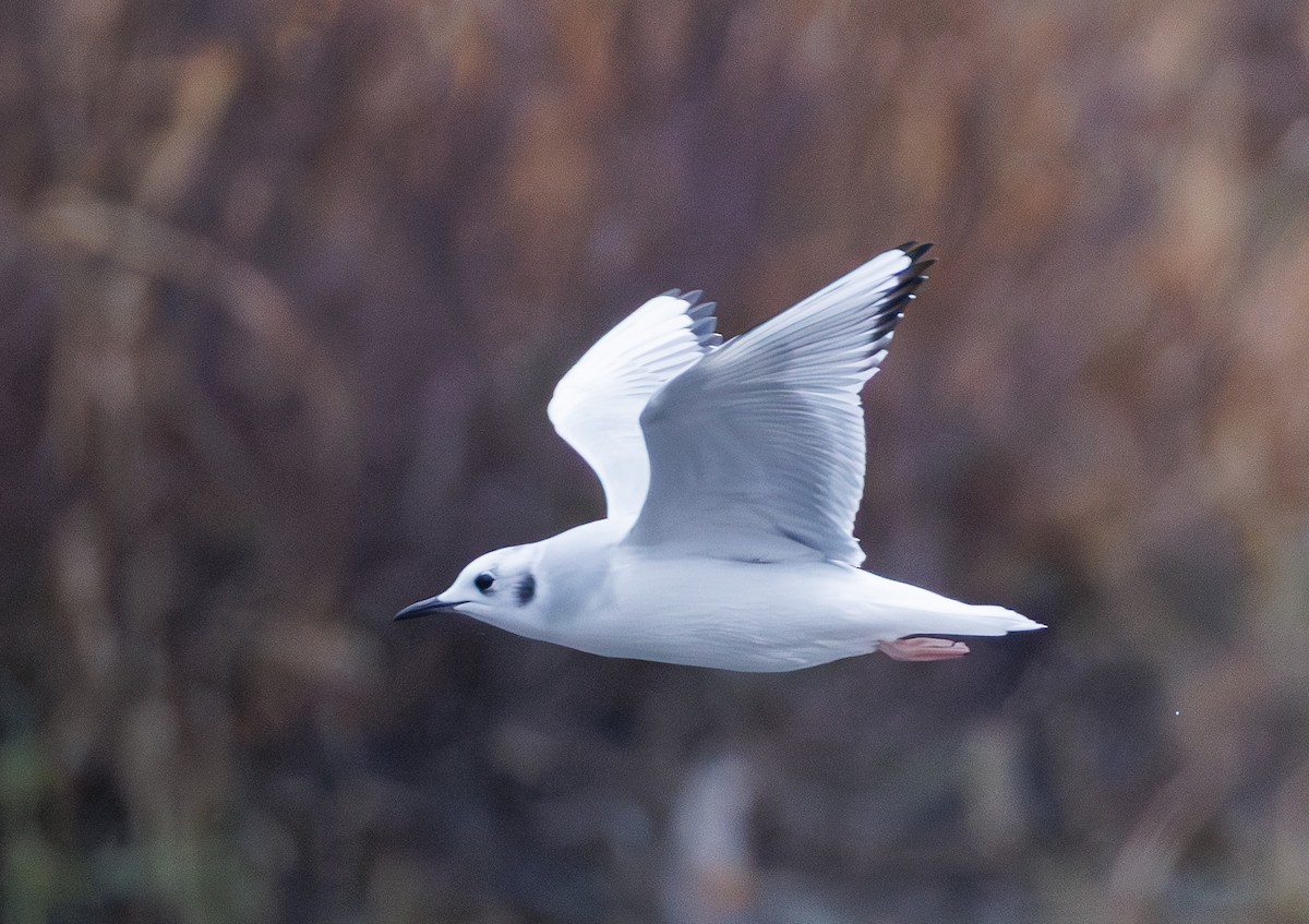 Bonaparte's Gull - ML645955672