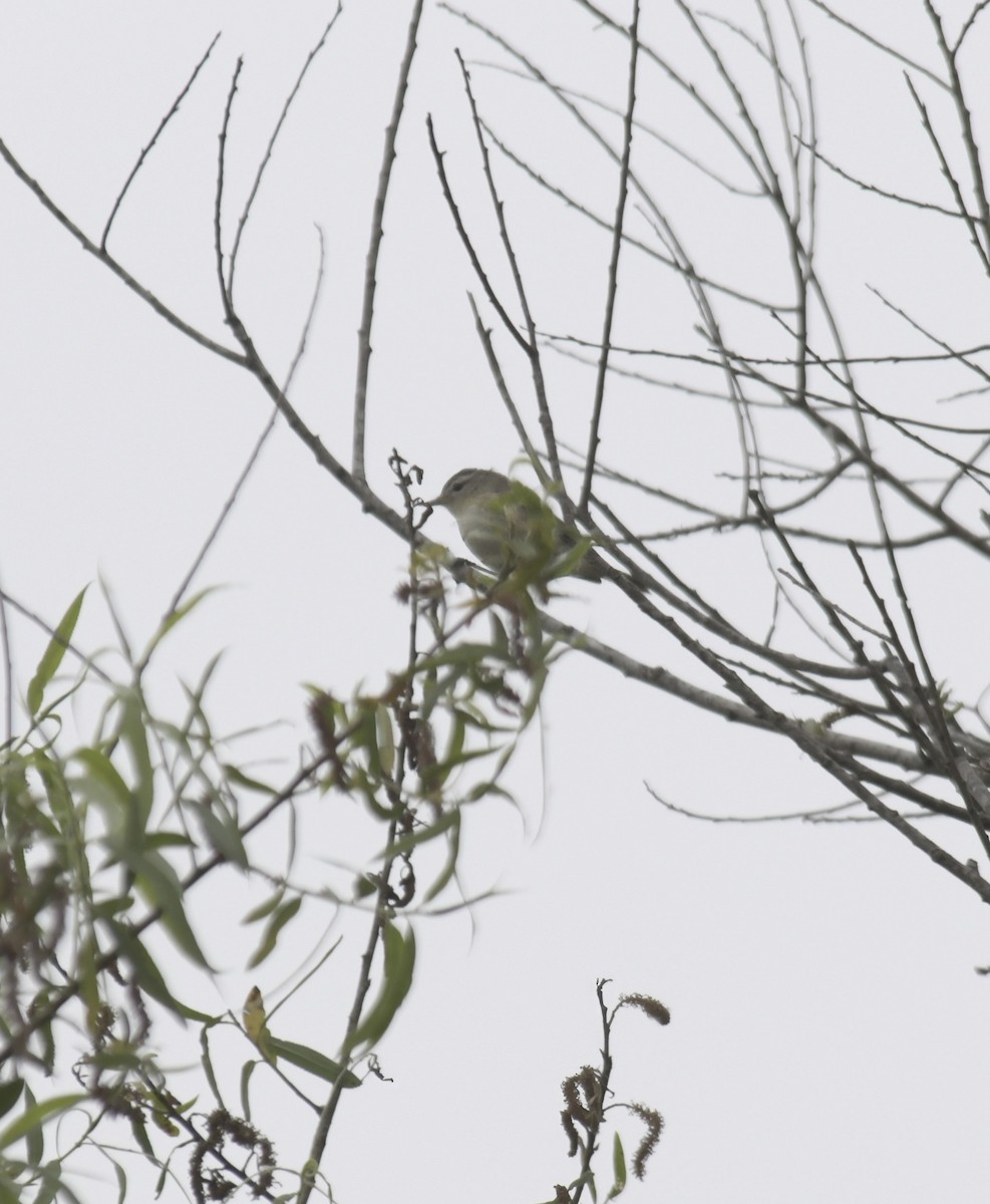 Vireo Gorjeador Occidental - ML645955675