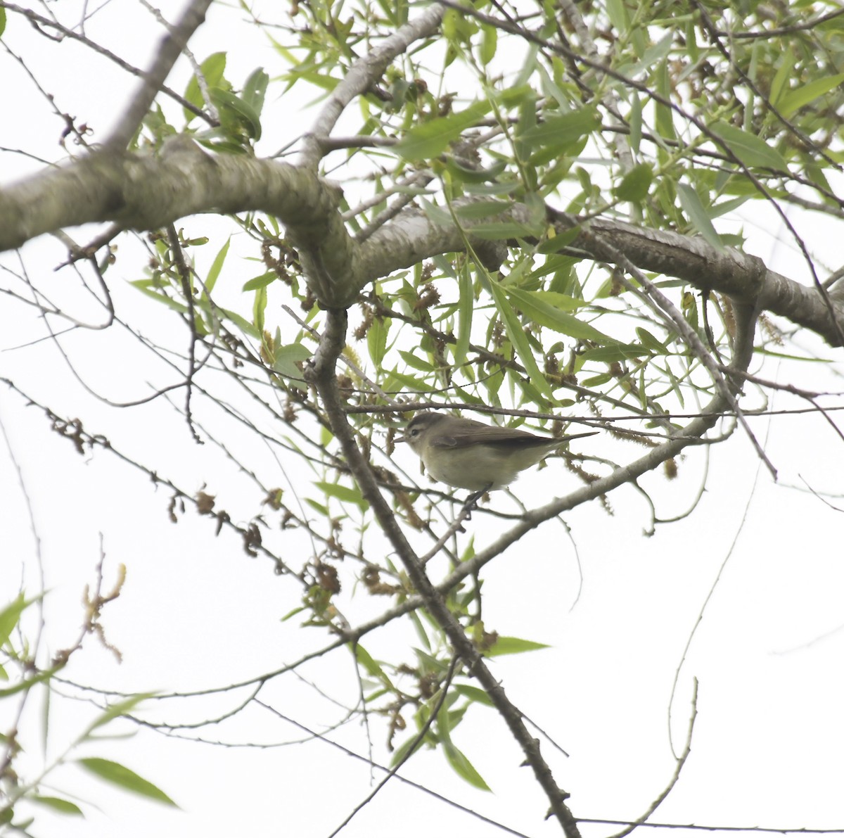 Vireo Gorjeador Occidental - ML645955678