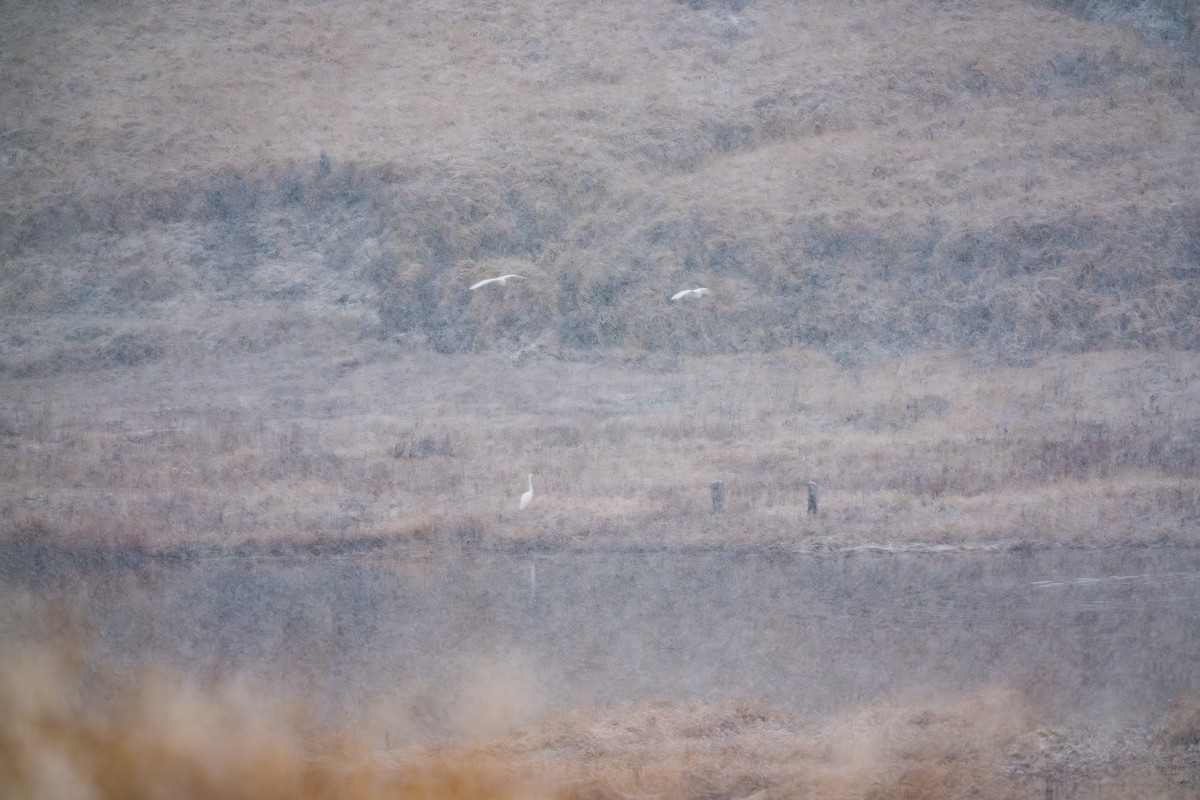 Great Egret - ML645955679