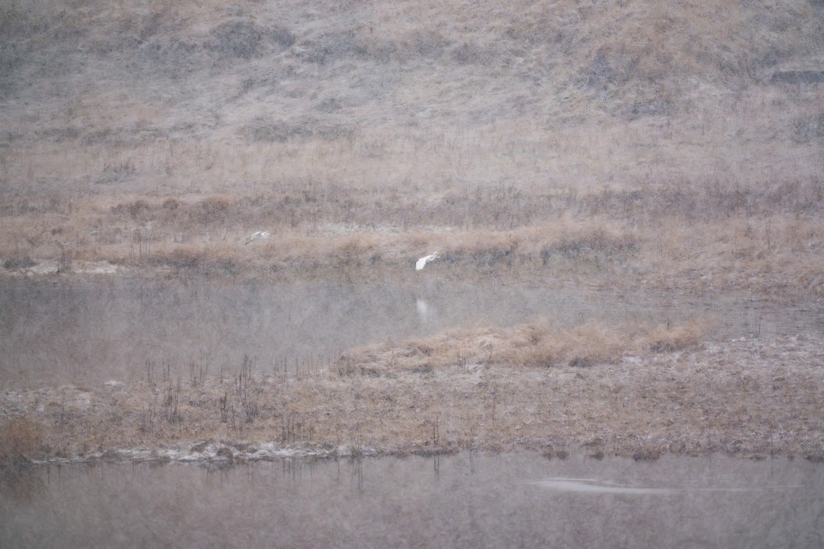 Great Egret - ML645955680