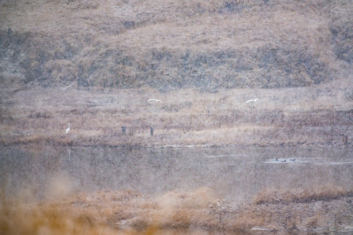 Great Egret - ML645955681