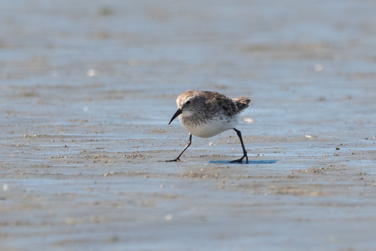 White-rumped Sandpiper - ML645955682