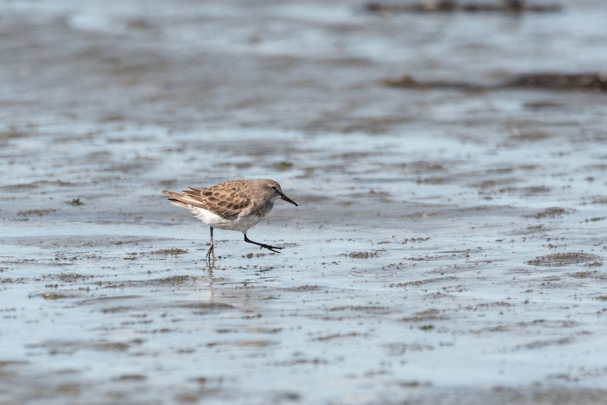 White-rumped Sandpiper - ML645955683