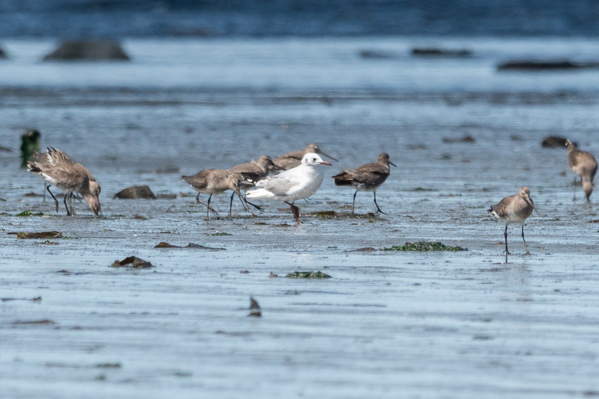 Brown-hooded Gull - ML645955686