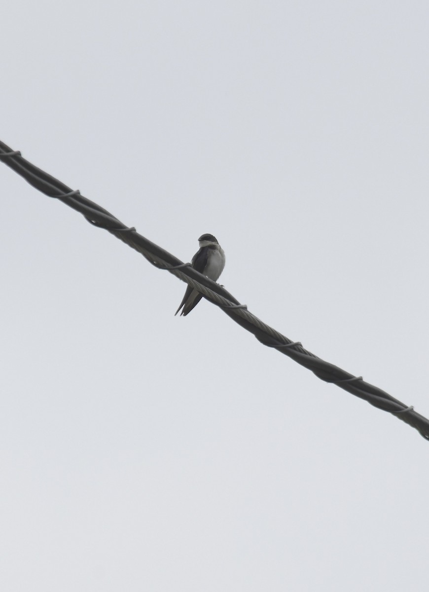 Golondrina Bicolor - ML645955687