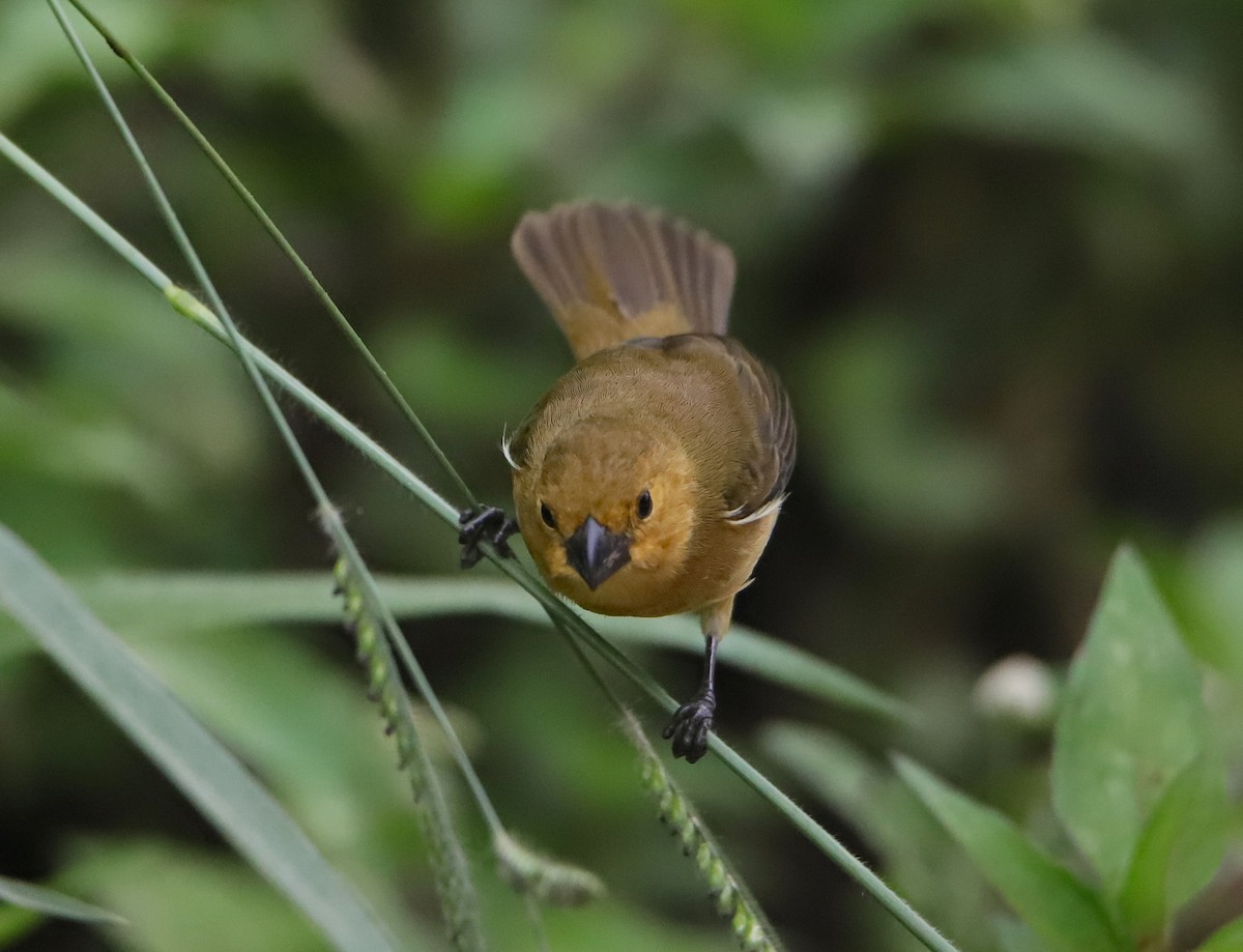 Variable Seedeater - ML645955688